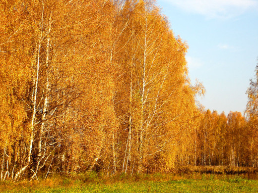 36238 (a): :1024x768